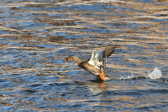 m r ducks!