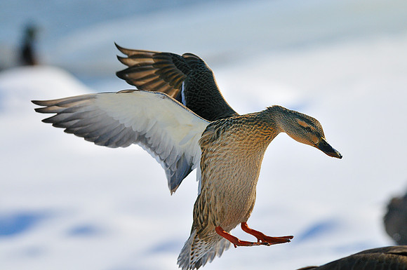m r ducks!