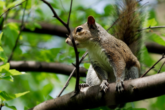 On The Lookout
