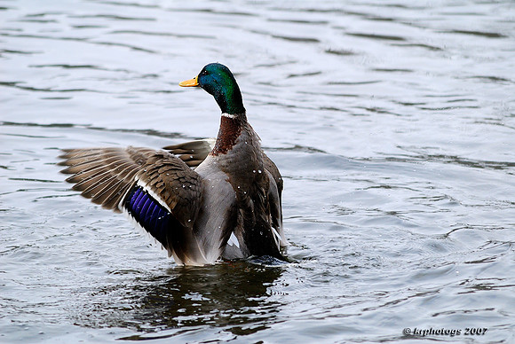 Stretching His Wings