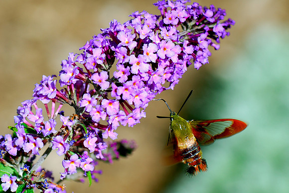 Hummingbird Moth Clearwing (Hemaris thysbe)
