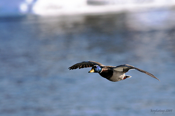 m r ducks!