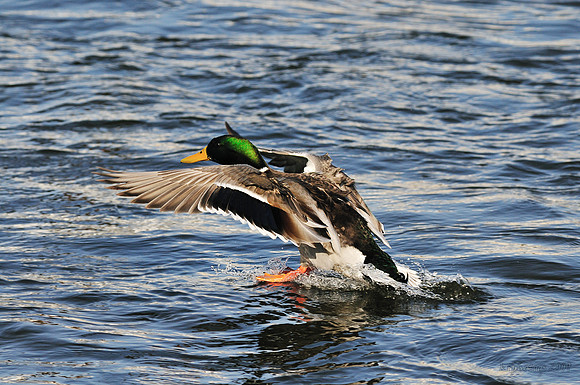 m r ducks!