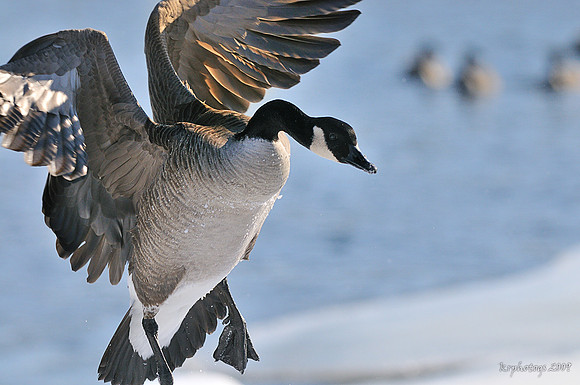 m r ducks!