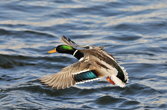 m r ducks!