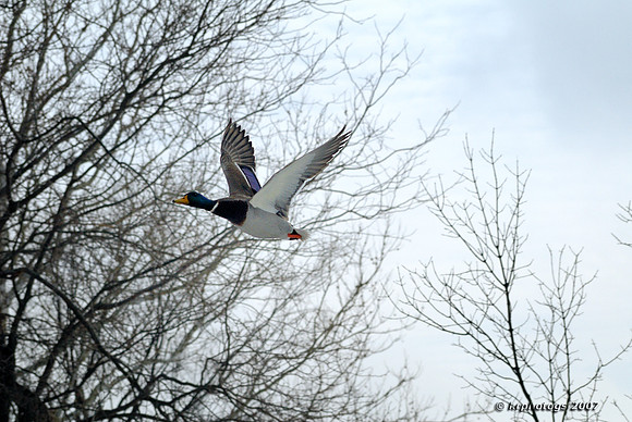 In Flight