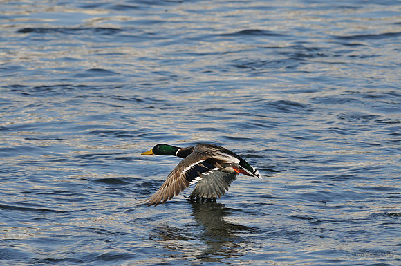 m r ducks!