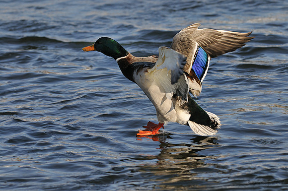 m r ducks!