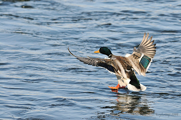m r ducks!