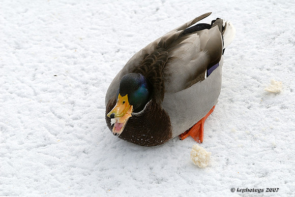 Let Me Eat In Peace!