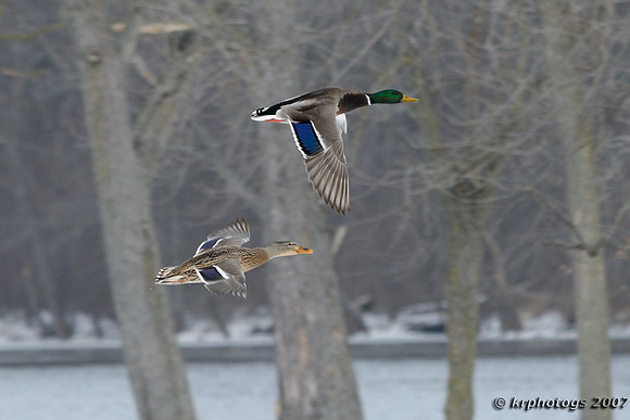 Flight