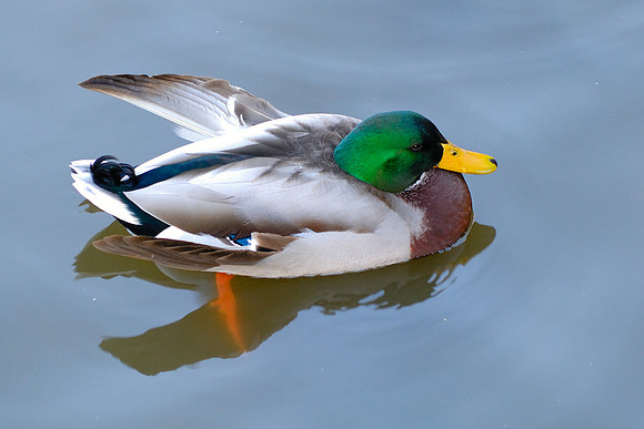 Just Floating