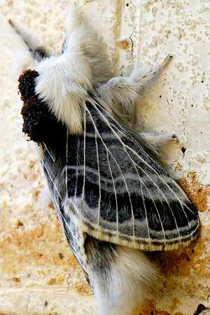 Large Tolype Moth (tolype velleda)