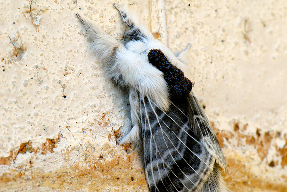 Large Tolype Moth (tolype velleda)