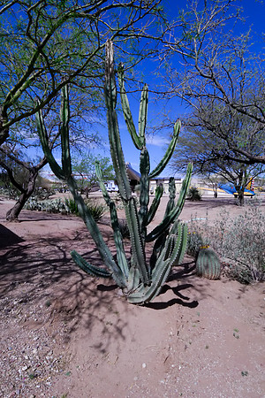 Cactus Outside Hangar