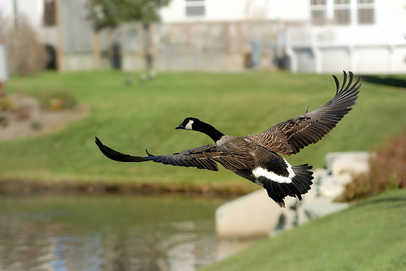 Ever Seen My Swan Dive?