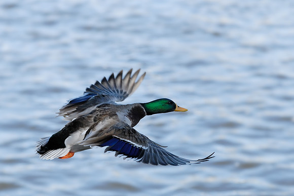 Coming In To Land