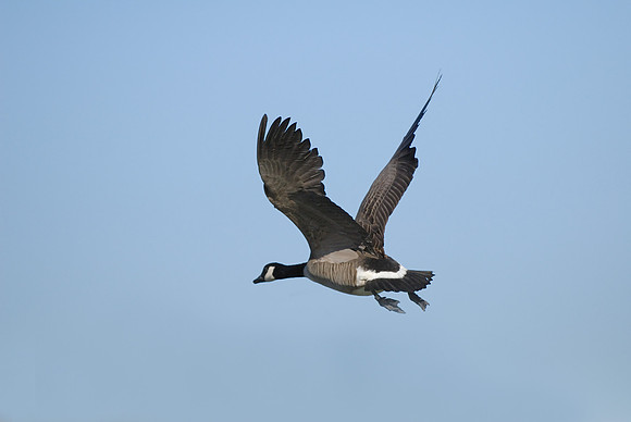 Freedom
