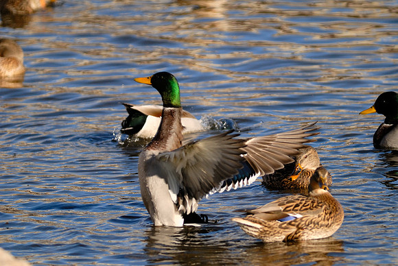 Stretching Wings.