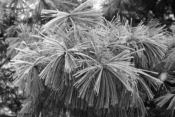 Winter Pine....